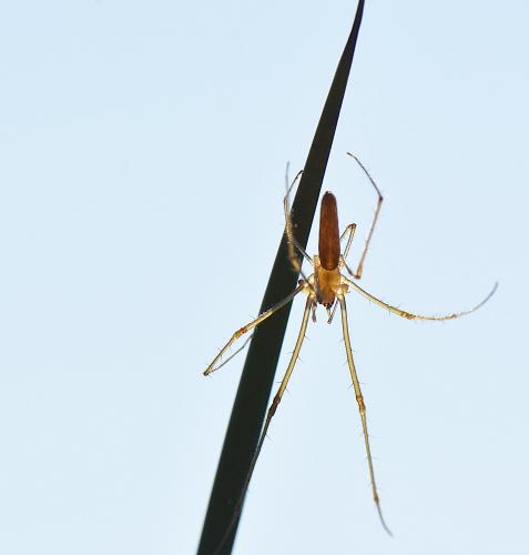 Réf. 214 034 : Tetragnatha extensa